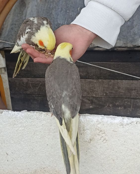 Caturras "colapsitas" domésticas