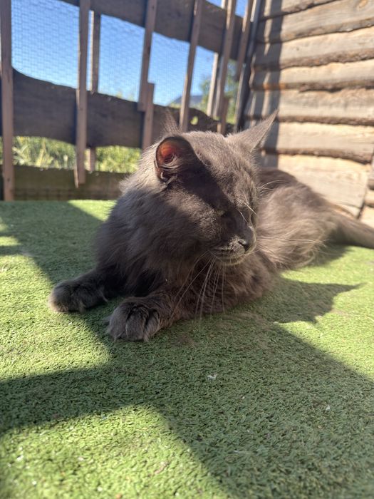 Maine Coon kocur MCO a