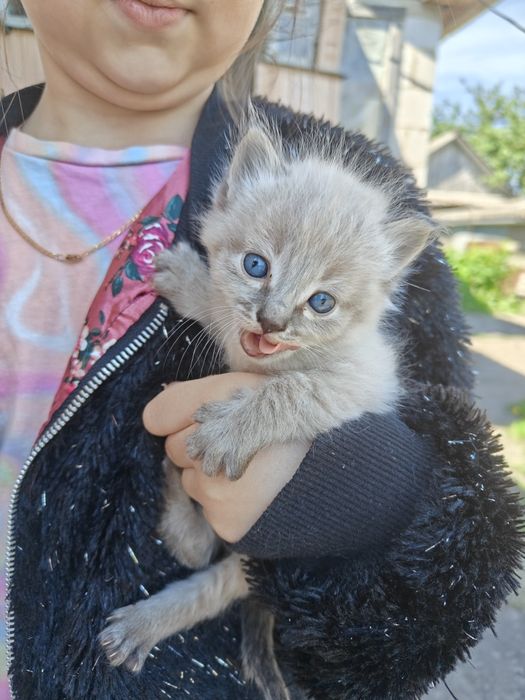 Котенята пухнасті