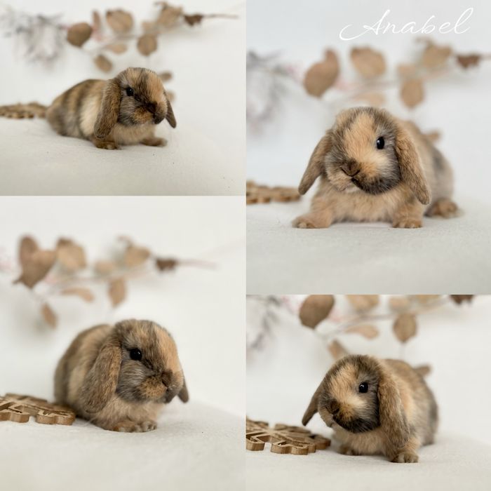 Króliczek Karzełek Teddy, karzelek Niderlandzki i Mini Lop Aktualne