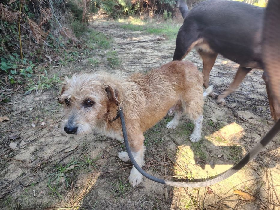 Sucesso- cao de porte pequeno/medio para adoção