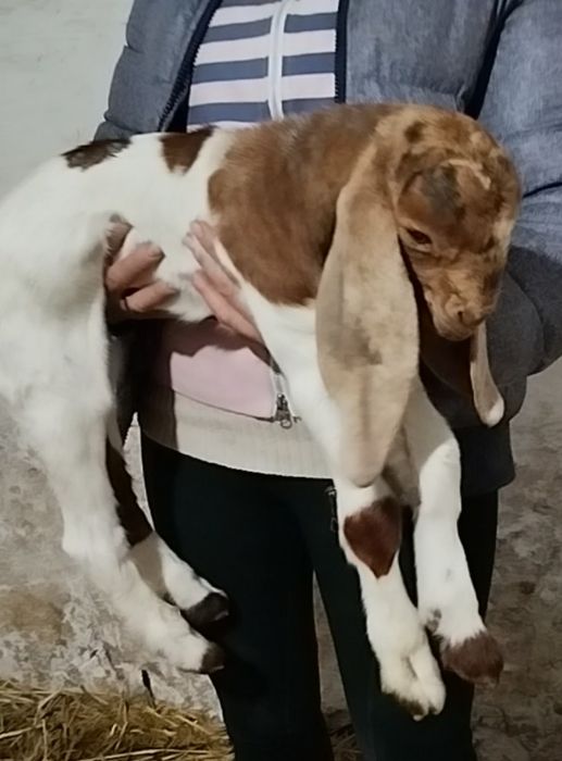 Каморі цапки, народились в січні 2026 року