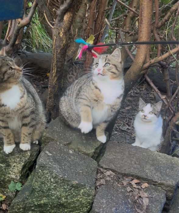 4 malutkie kotki szukają domu stałego lub tymczasowego