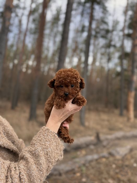 Мальтіпу той пудель мальтипу