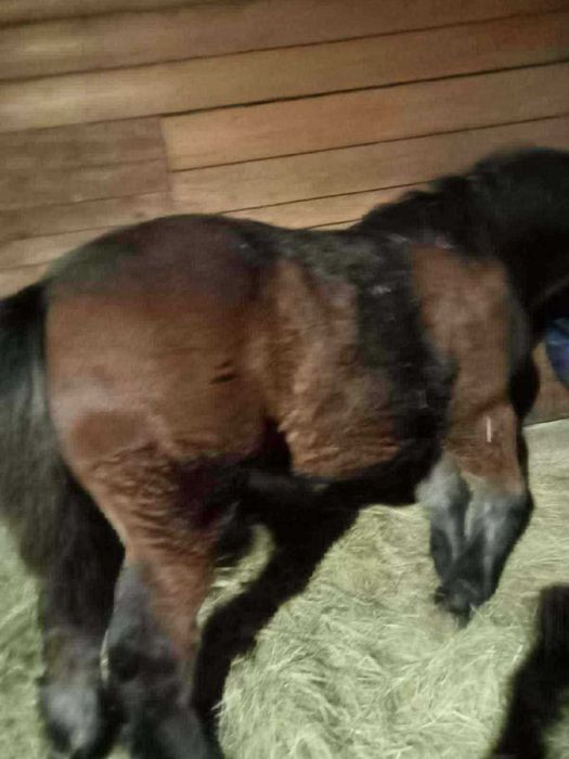 Sprzedam ogierka z konca maja