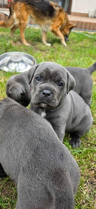 Cane corso Szczeniak