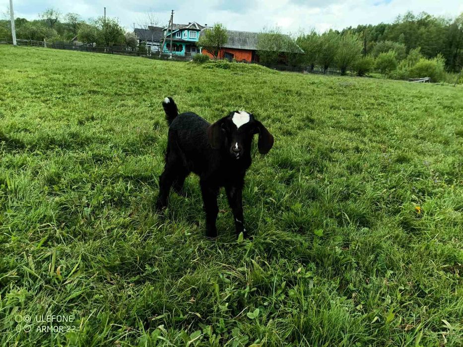 Продам кізочку англо-нубійська