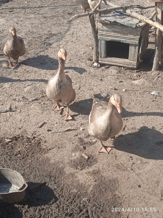 Продам гусей ,живим весом,порода: велика сіра.