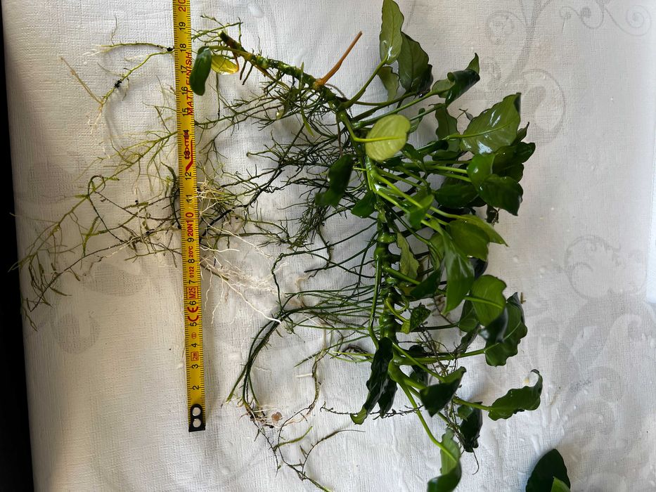 Anubias - Plantas agua doce - Perguntar valor do tamanho desejado.