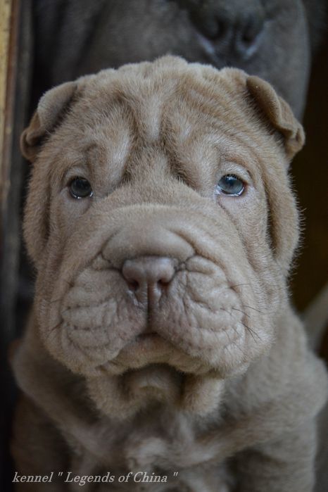 Шар-Пеі   VIP цуценята