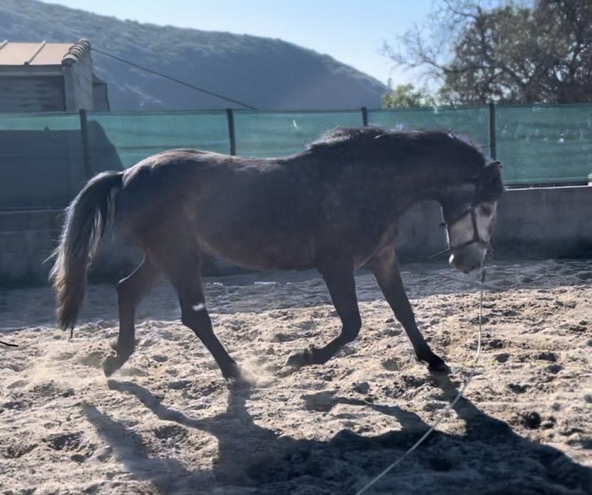 Vendo poldro 3 anos psl