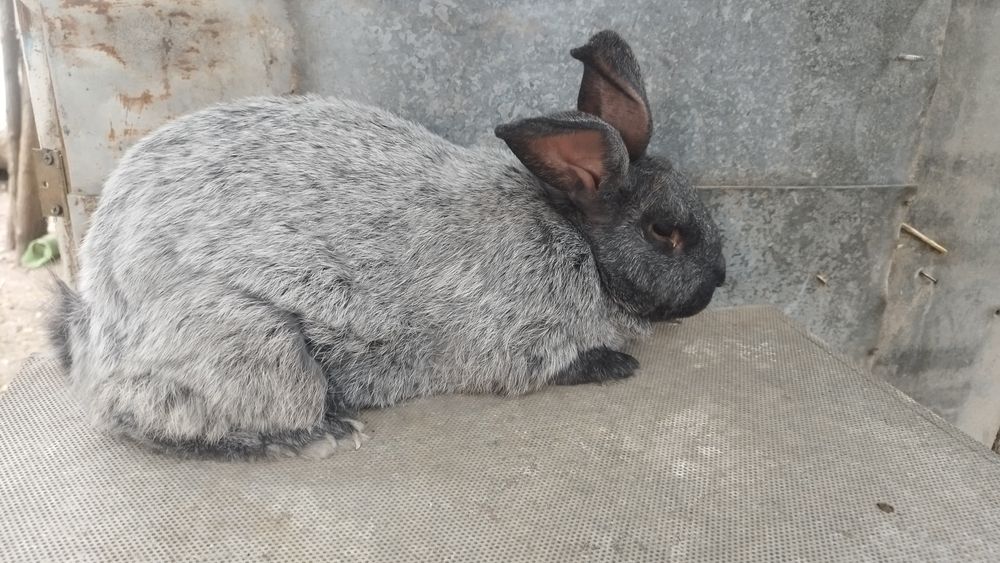 Продам полтавське срібло