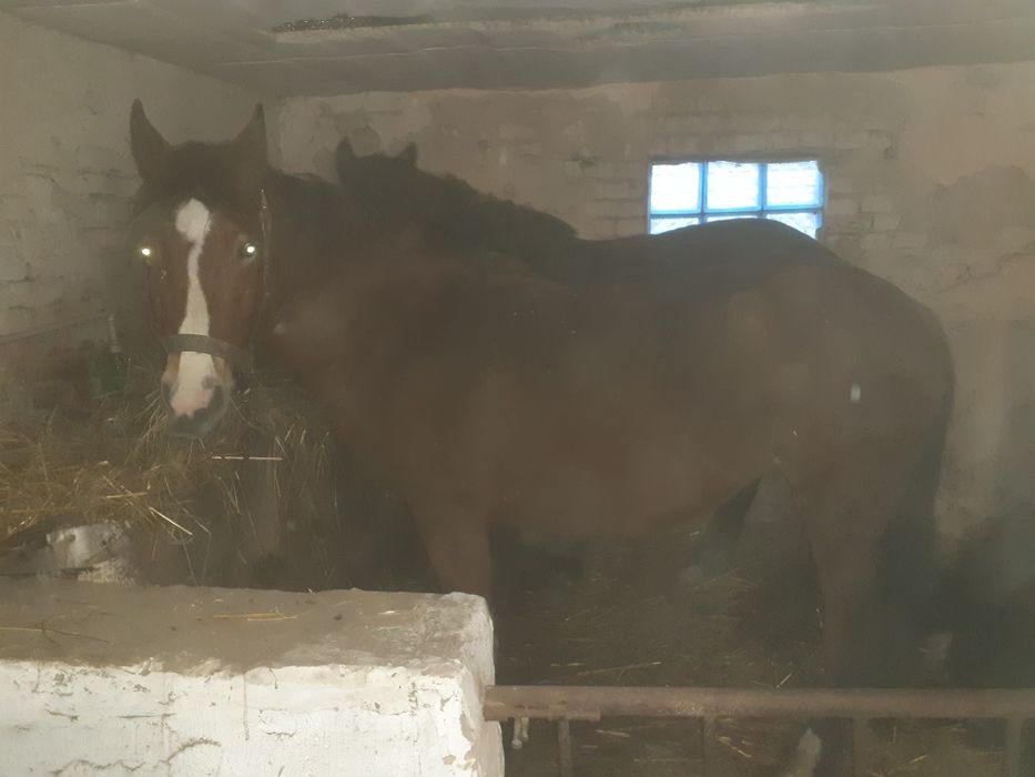 Жеребна кобила молода