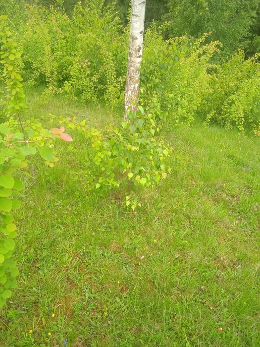 Огорожа,паркан живий