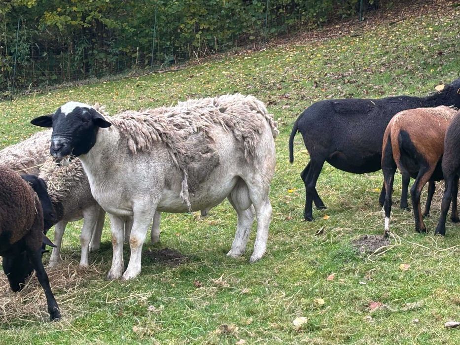 Owca kotna Dorper 75%