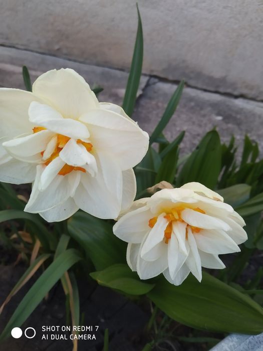 Нарциси цибулини