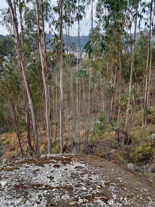 Terreno  para venda — Vieira do Minho, Braga