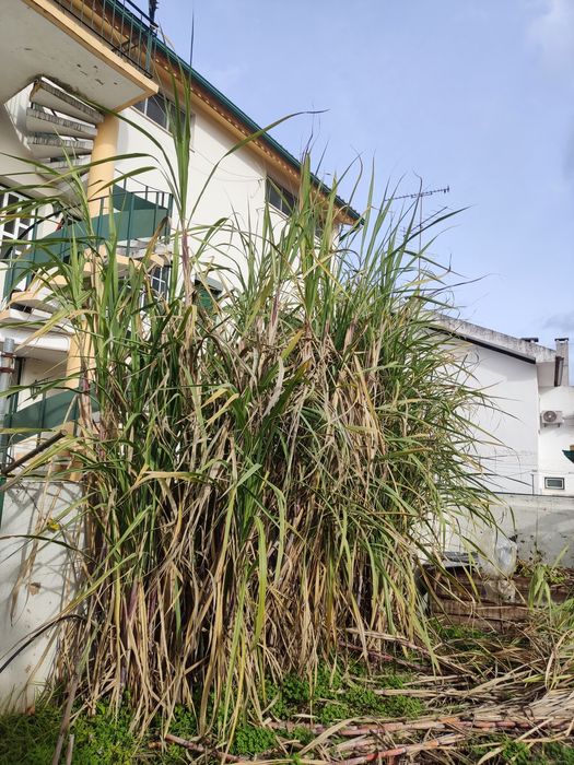 Cana de açúcar em saco