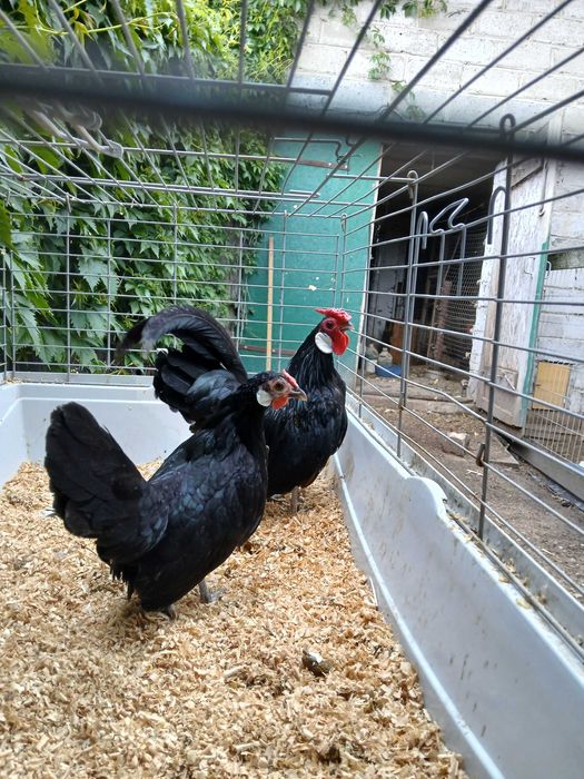 para bantamka czarna