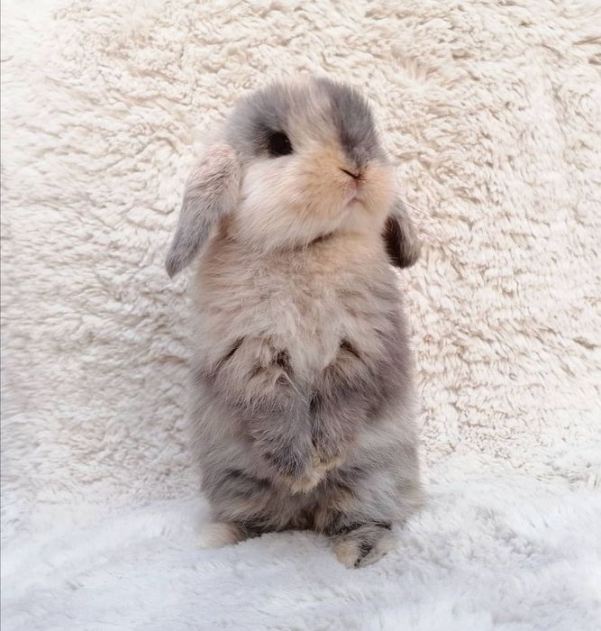 KIT Coelhos anões orelhudos, belier muito dóceis e brincalhões