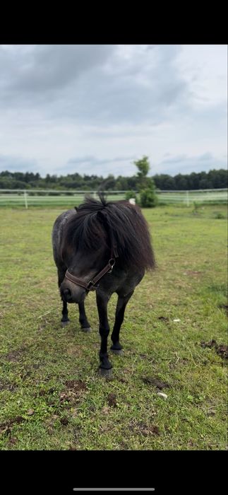 Konik kucyk klacz 100cm na sprzedaż