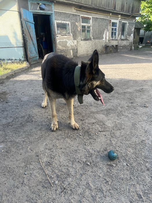 Продам цуценят вівчарки чистокровні