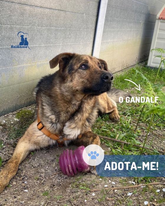 Gandalf - cao jovem de porte grande