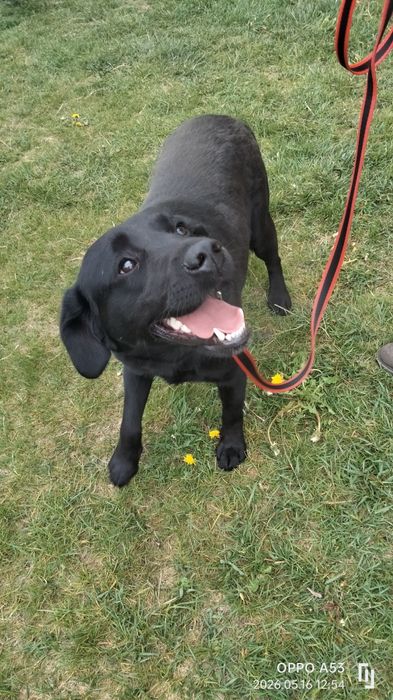 Heban labrador do adopcji