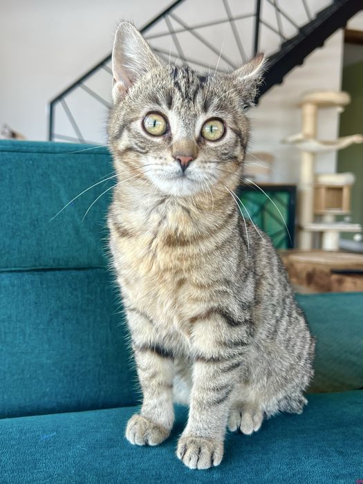 Borówka – młoda kotka,szuka  domu