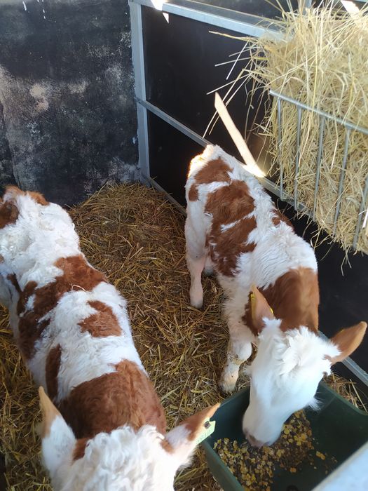 Cielęta mięsne simental limousine byczki i jaloweczki, polskie