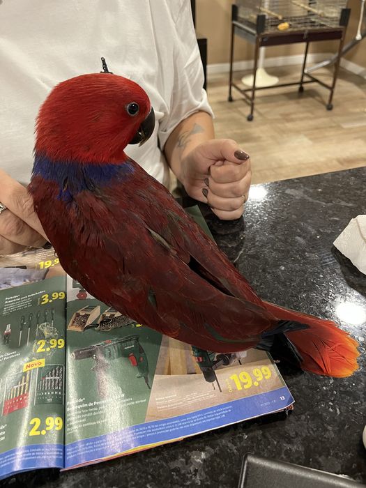 Papagaio Ecletus femea