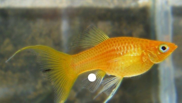 Sprzedam rybki do akwarium