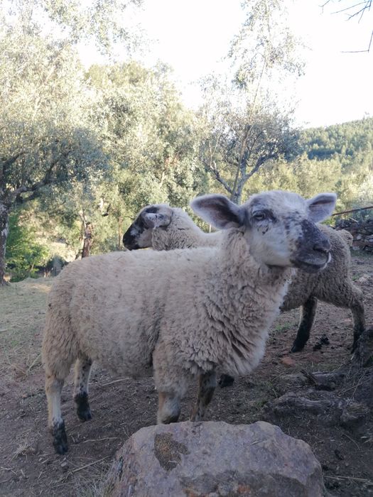 Borrego filho suffolk