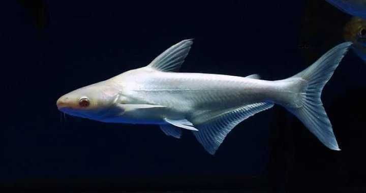 GB Sum Rekini Albinos - dowóz ryb!