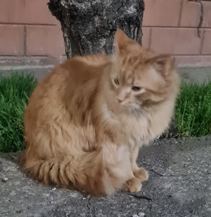 Кошенята в добрі руки