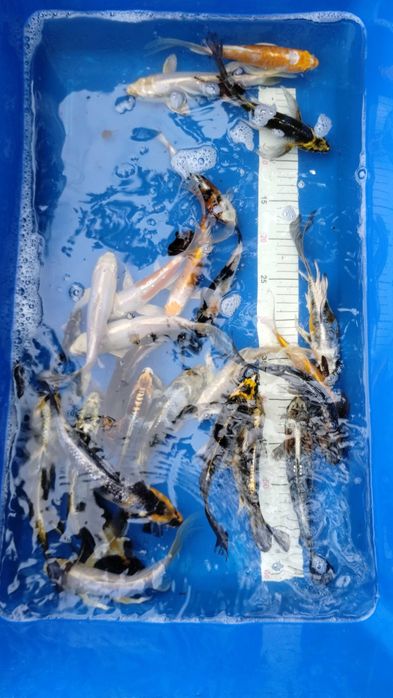 Karpie koi Butterfly Longfin 15-25 cm