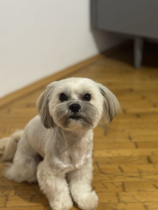 Злучка ,Мальтезе