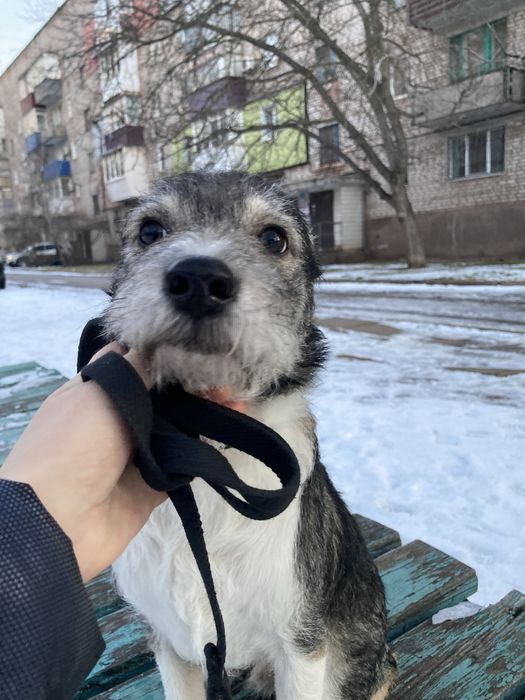 Чутливий Лакі у гарну родину