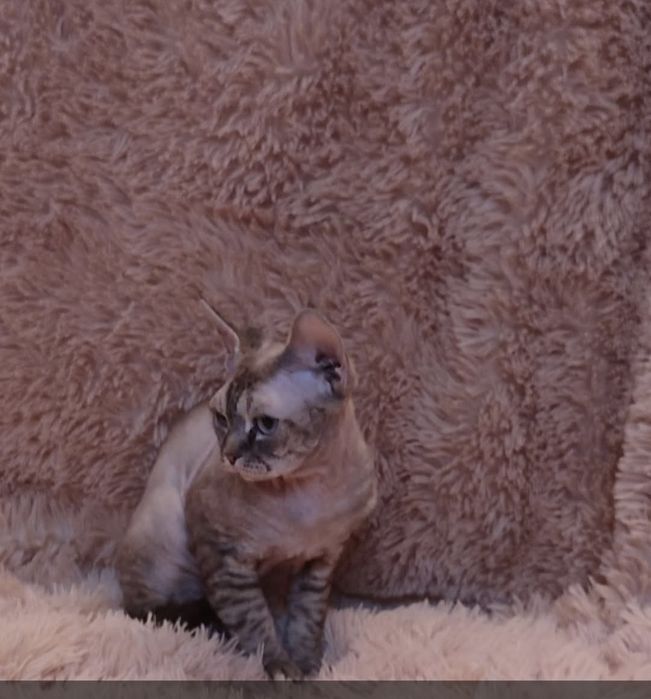 Девон рекс хлопчик красень