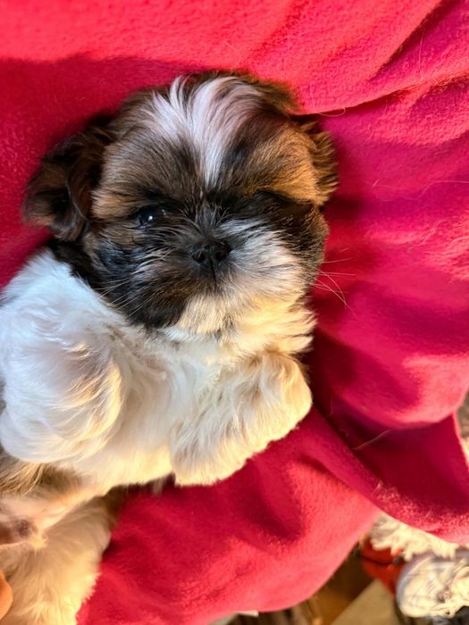 Urodziwy chłopczyk shih tzu