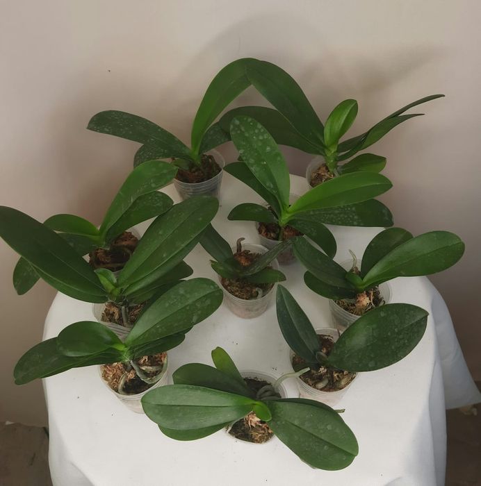 Подростки и взрослые  орхидей