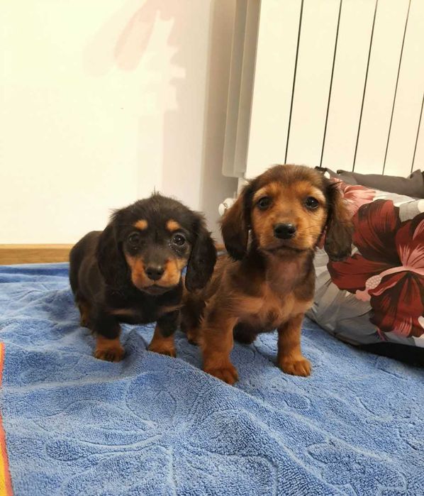 Jamnik długowłosy miniaturowy