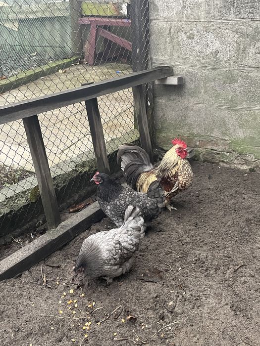 Продам декоративних курей