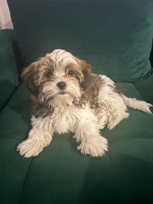 Szczeniak shih tzu