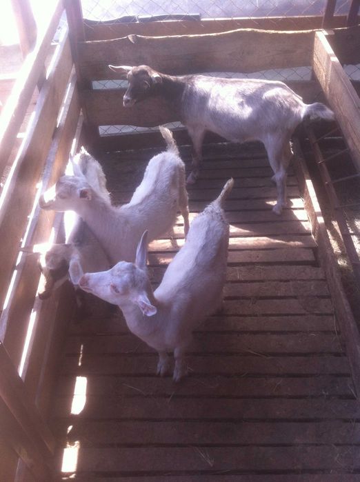 козочки 1.5 года. 2. литра в сутки. Козлята 6. месяцев на молоке.