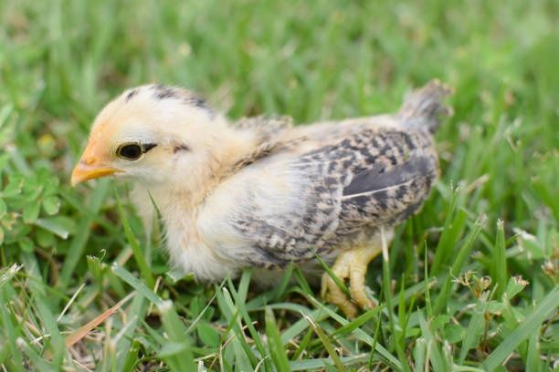 Продаю курчата, качки, гуси, індики