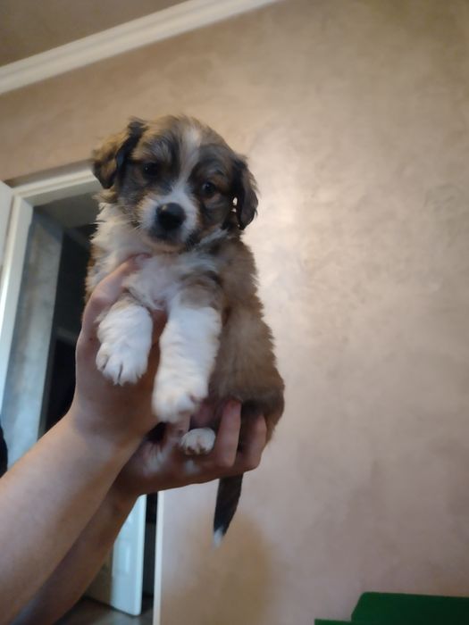 Szczeniaki mieszance po półpekinczykach