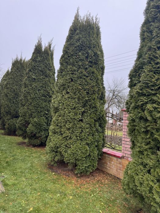 Продам Туї (6-5 м)