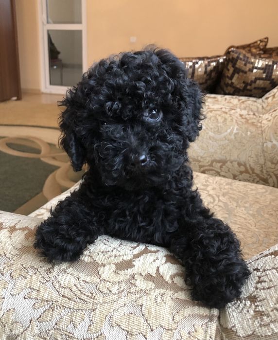 Собачка    позитив