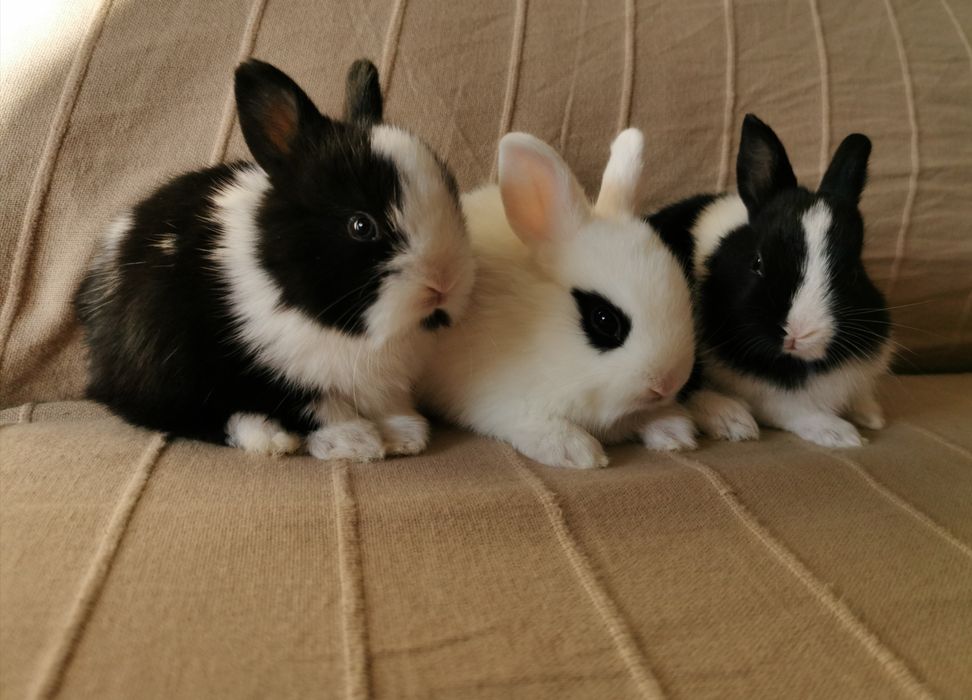 Coelhos anões mini holandês e minitoy super meigos